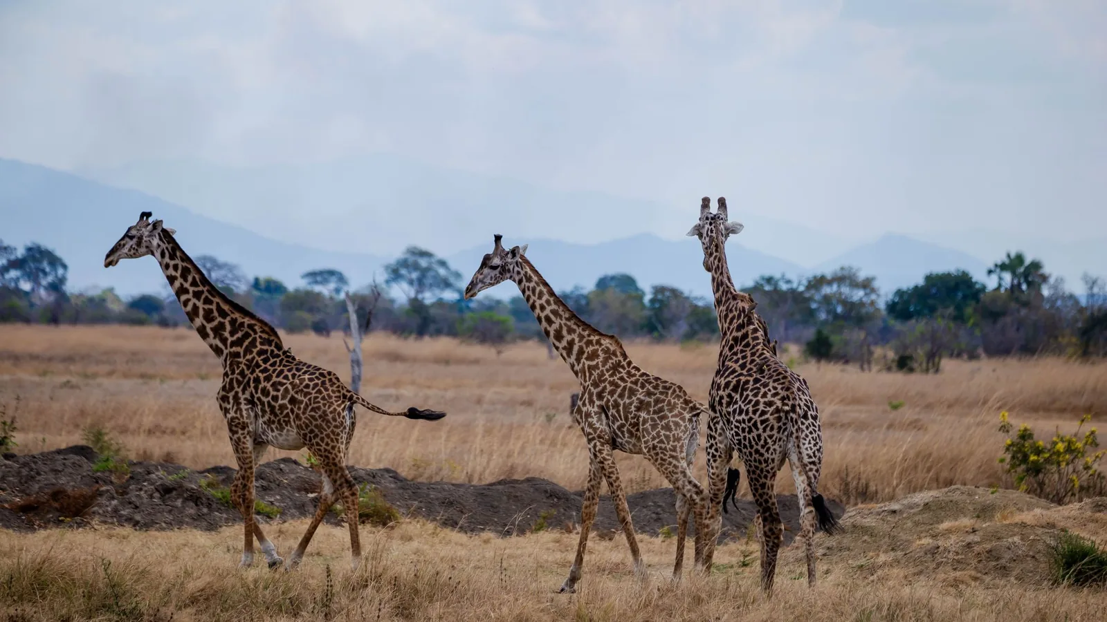 Giraffes on the African savanna